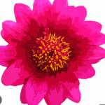 ruvini kari Profile Picture